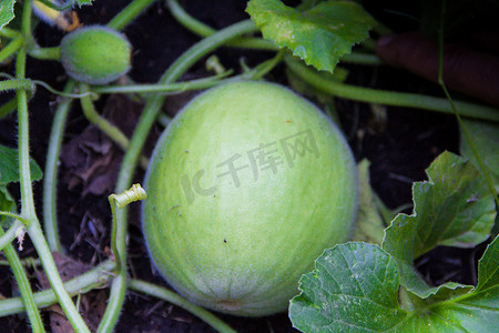 甜瓜种植摄影照片_在有机花园种植青瓜