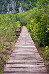 穿过红树林再造林的木桥
