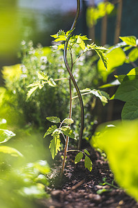 土壤阳光摄影照片_种植在高架床上的番茄：幼苗在阳光下生长