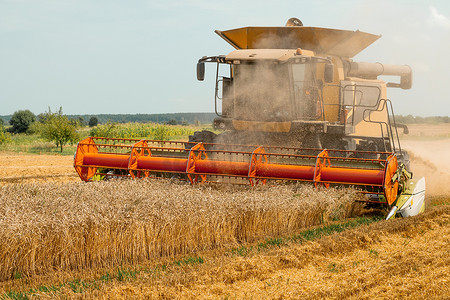 旋转式秸秆助行器对成熟的麦粒进行切割和脱粒。