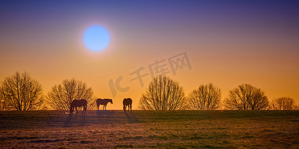 三匹纯种马在朝阳下吃草。
