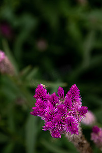 粉红色的鸡冠花 argentea 花，在自然花园中俗称羽状鸡冠或银鸡冠。