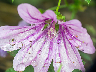 花园雨滴湿的紫色花朵