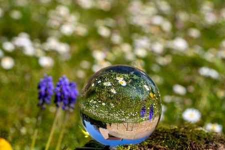水晶球与葡萄风信子、蒲公英花和雏菊在青苔盖的石头