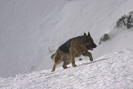 可爱的警察摄影照片_德国雪犬