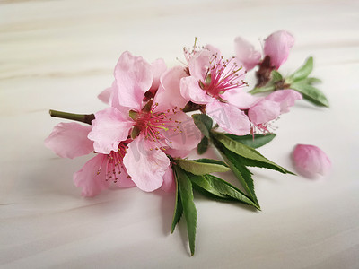 春天盛开的桃花摄影照片_白色背景上的桃花小枝。