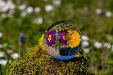仿真水晶球摄影照片_苔藓覆盖的石头上蒲公英和紫色报春花的水晶球