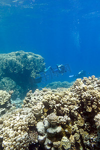 海底鱼背景摄影照片_蓝色水背景下热带海底珊瑚礁上方的两名潜水员