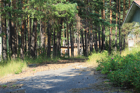 被遗弃的木屋在树林里。