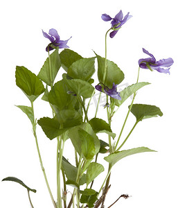 普通紫罗兰，Viola sororia