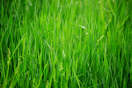 绿色清新草背景摄影照片_清新的春草背景