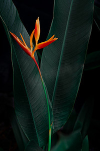 深绿色装饰摄影照片_深绿色热带植物自然背景上的异国情调的花朵。