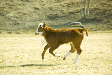 奔跑的小牛
