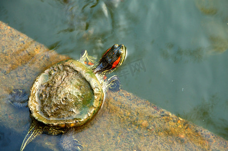 绿红海龟宝宝