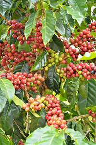 咖啡豆红色摄影照片_树上的新鲜咖啡豆