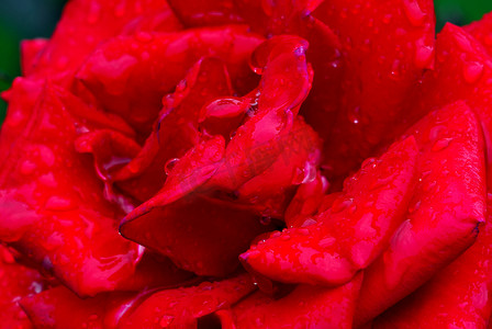 带水滴的红玫瑰
