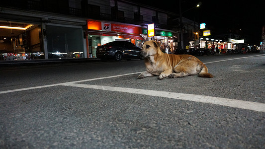 狗躺在路边。