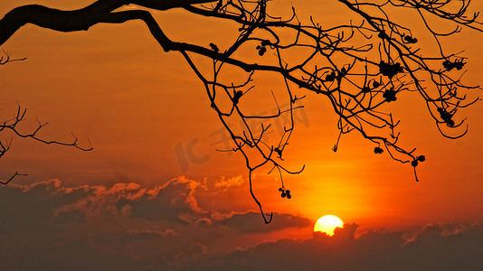 与太阳的日落场面，树枝剪影