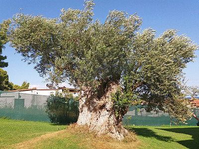 非常美丽在希腊生长一棵老橄榄树