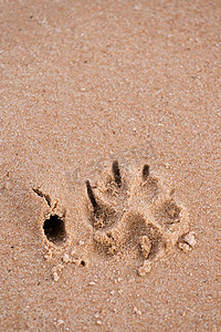 狗爪子摄影照片_沙子上的狗爪印