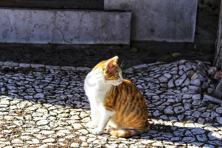 在鹅卵石地上晒日光浴的猫