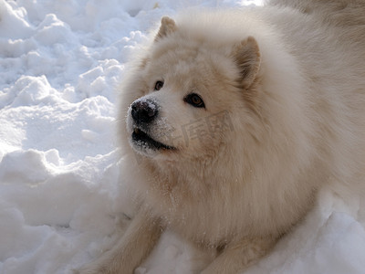 雪地里玩耍摄影照片_萨摩耶犬在雪地里玩耍