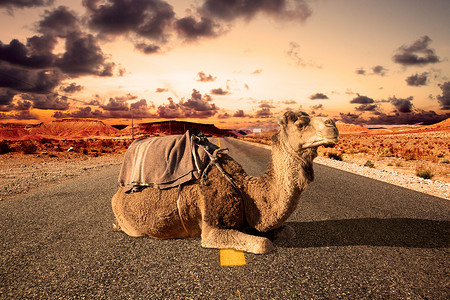 公务摄影照片_公路旅行和冒险。摩洛哥风景。单峰骆驼骑