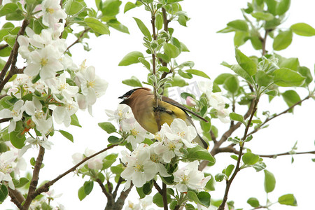 太平logo摄影照片_在树的黄色雪松太平鸟