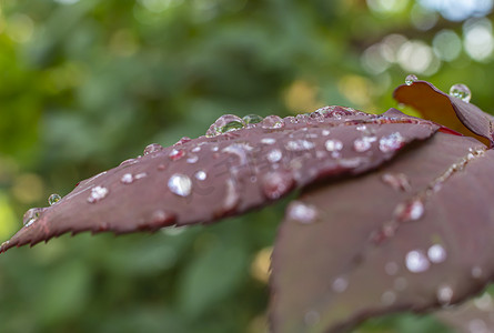 颜色摄影照片_红叶雨滴微距
