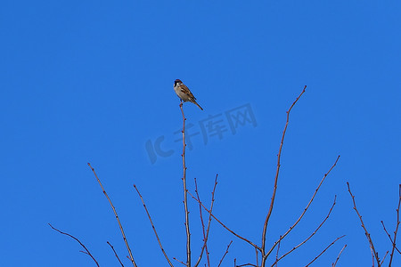 一只小鸟，一只麻雀坐在树或灌木顶部的树枝上，映衬着蓝天。