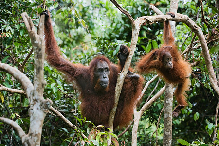 母猩猩和孩子在树枝上
