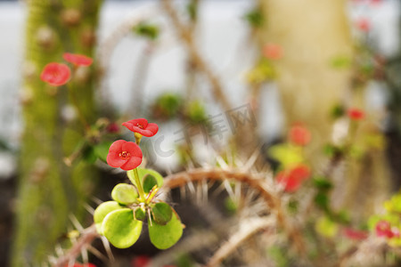小冠花摄影照片_荆棘冠冕的红色花朵植物