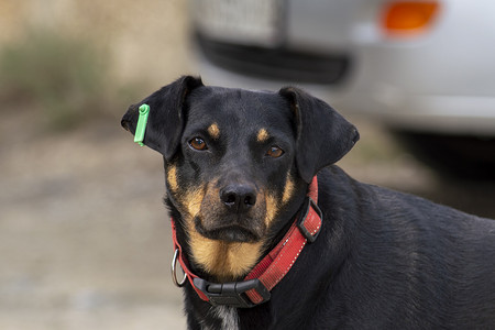 宠物项圈摄影照片_带项圈的黑色牧羊犬。