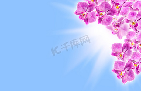 蓝色背景上的粉色兰花边框