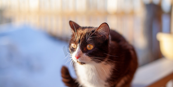 栅栏上的猫摄影照片_冬天，一只可爱、毛茸茸的棕色小猫坐在木栅栏上。