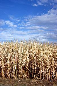 玉米行蓝天农民的田地过去收获时间