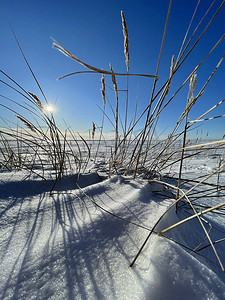 在阳光明媚的寒冷天气里，在白雪覆盖的田野上，干草的耳朵在风中飘扬，雪地上的茎长长的影子，荒凉的地方，无边无际的空间，清澈的蓝天