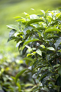 健康产业摄影照片_种植茶叶