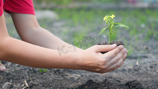 土壤里摄影照片_女人手扶着在花园里的土壤里种树