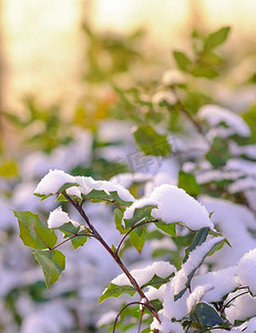 被美丽的阳光照亮的雪覆盖的常青树枝