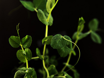豌豆芽摄影照片_黑色背景上的绿豌豆芽