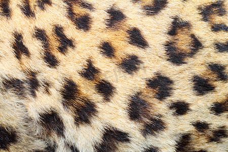 皮肤斑点摄影照片_真正的豹皮上的斑点