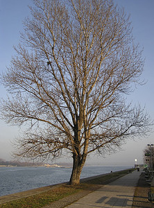 河岸树