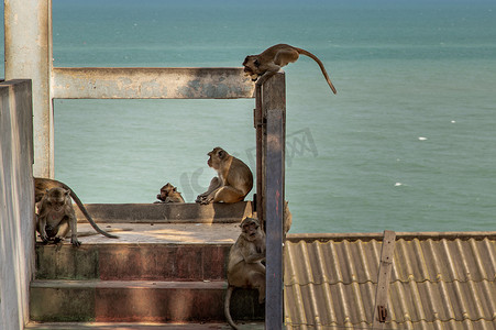 猴子在海边废弃建筑的栏杆上躲避高温。