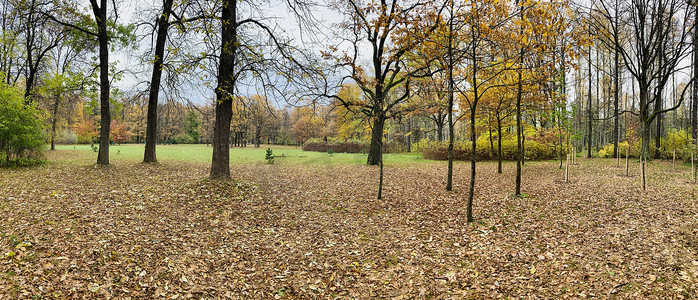 公园初秋的全景，长长的影子，蓝天，树芽，白桦树干，阳光明媚的日子，树林里的小路，黄叶