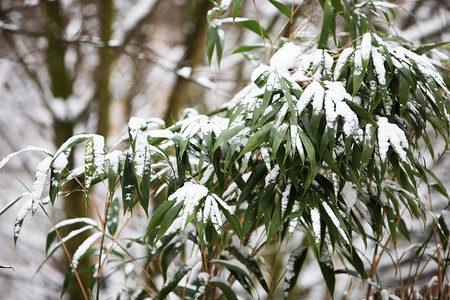 中灰色背景摄影照片_雪中​​的竹子
