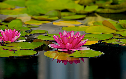 花漂浮摄影照片_池塘里漂浮着花朵和倒影的睡莲叶