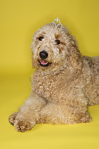 Goldendoodle 狗戴着头饰。