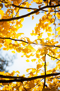 阳光穿过树枝，黄叶，特写