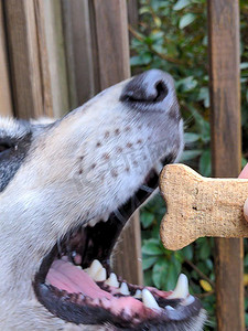 狗狗吃东西摄影照片_狗从手上吃零食